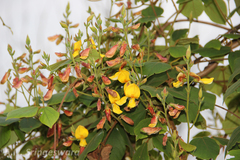 Atylosia goensis